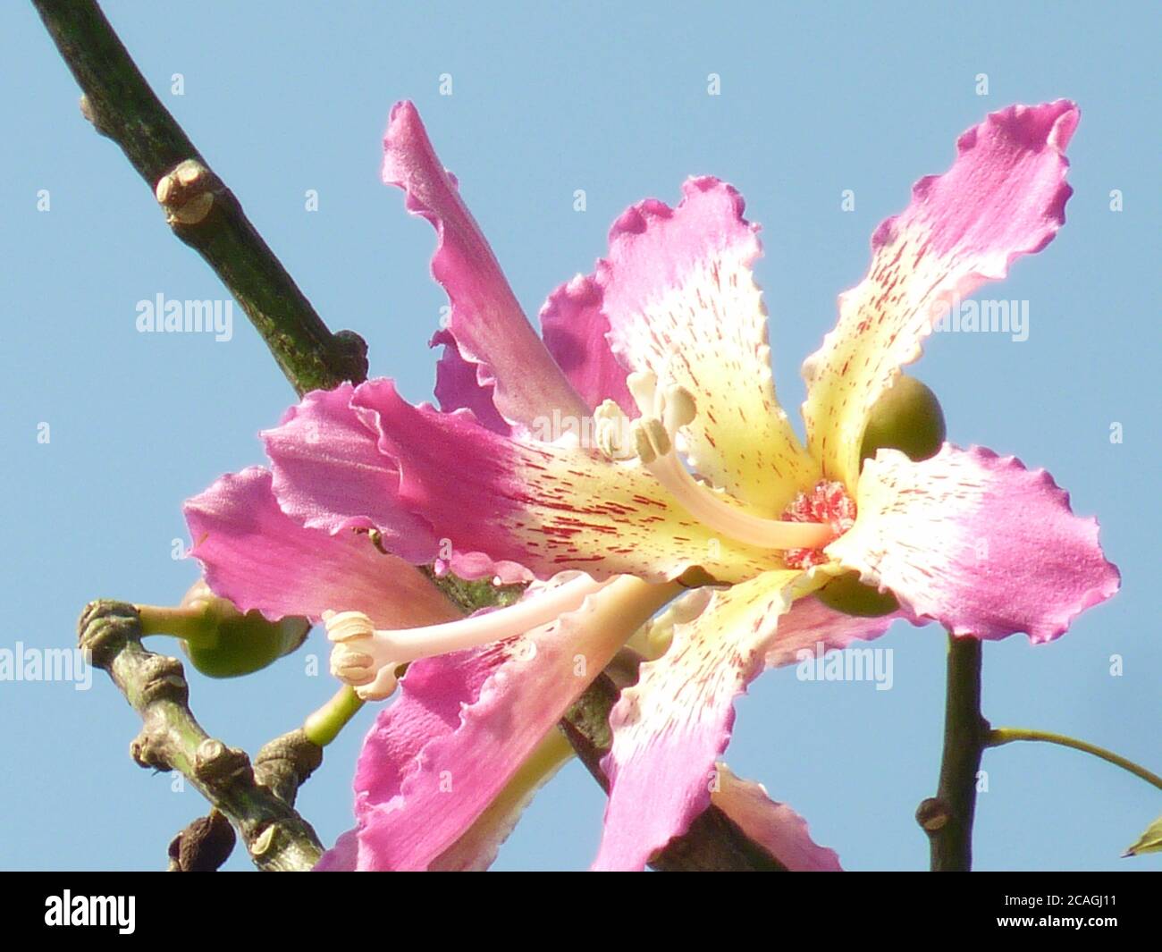 Nahaufnahme von schönen rosa Zahnseide Baum unter einem blauen Himmel Stockfoto