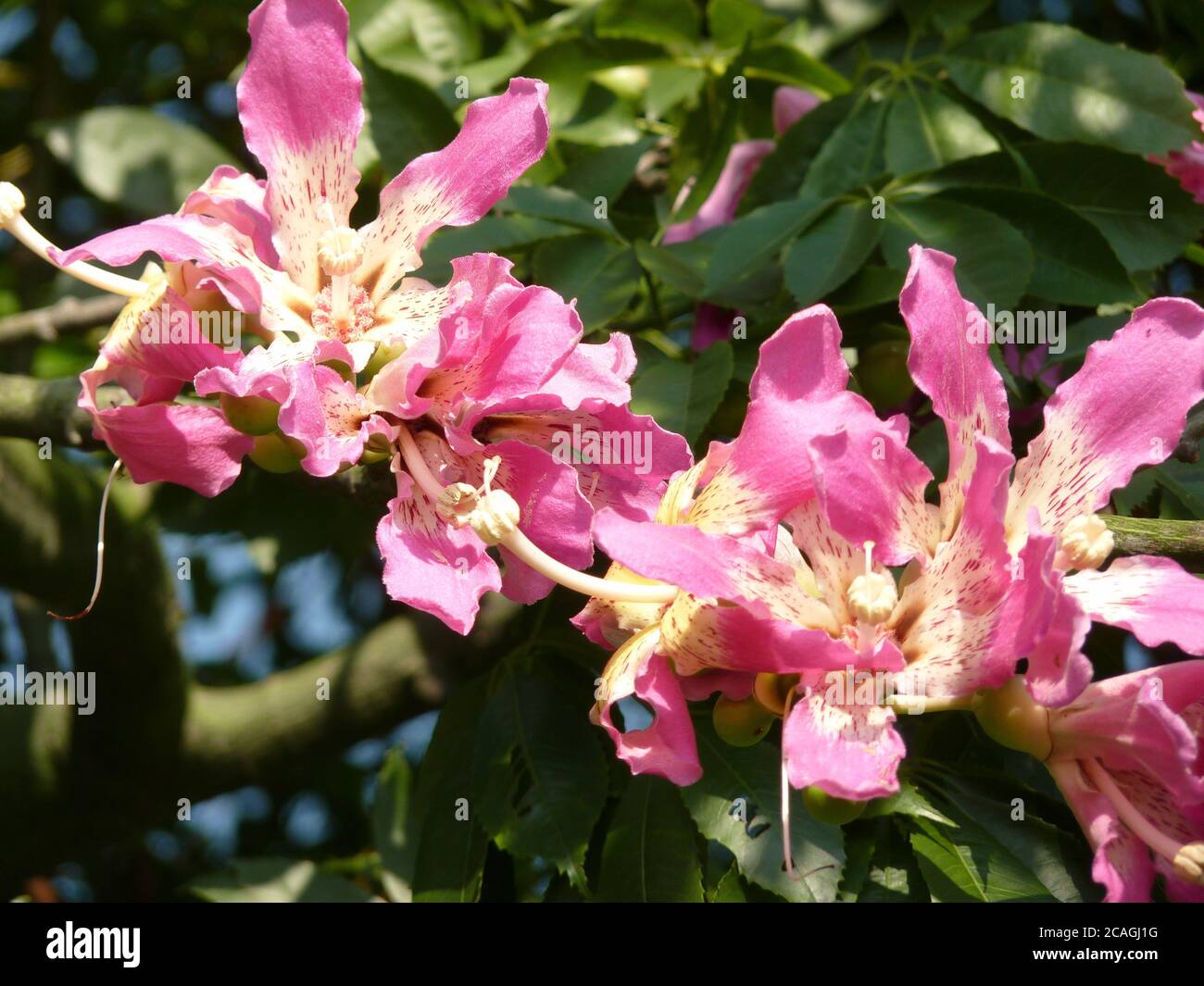 Nahaufnahme von schönen rosa Seide Zahnseide Baum umgeben von viel Grün Stockfoto