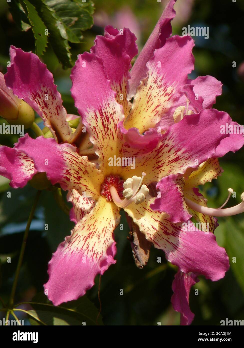 Nahaufnahme von schönen rosa Seide Zahnseide Baum auf verschwommenem Hintergrund Stockfoto