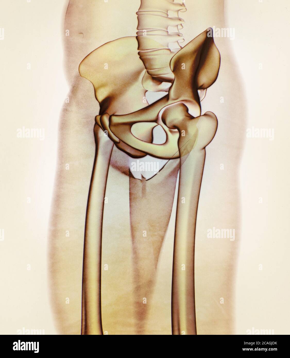 Illiumknochen, Hüftknochen oder Becken. Menschliche Anatomie, Knochen Skelettstruktur Röntgen. 3D-Illustration. Stockfoto