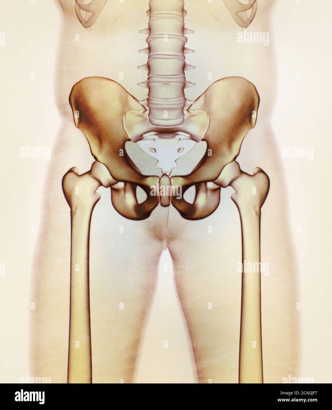 Illiumknochen, Hüftknochen oder Becken. Menschliche Anatomie, Knochen Skelettstruktur Röntgen. 3D-Illustration. Stockfoto