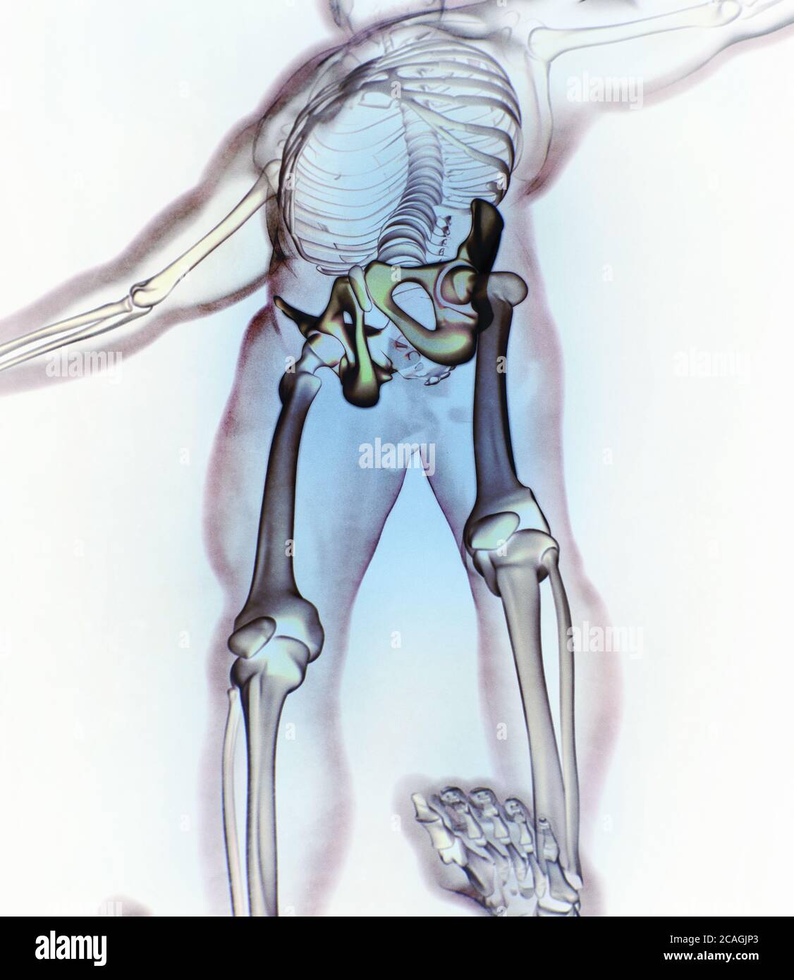 Illiumknochen, Hüftknochen oder Becken. Menschliche Anatomie, Knochen Skelettstruktur Röntgen. 3D-Illustration. Stockfoto
