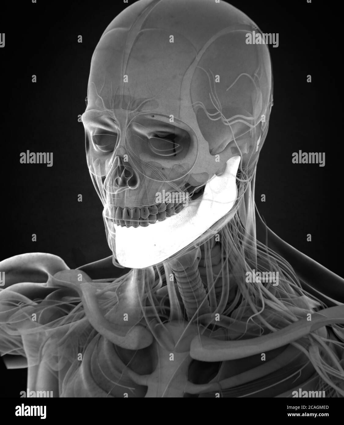 Anatomiedarstellung des menschlichen Unterkiefers, Kieferknochen im Körper. 3DIllustration