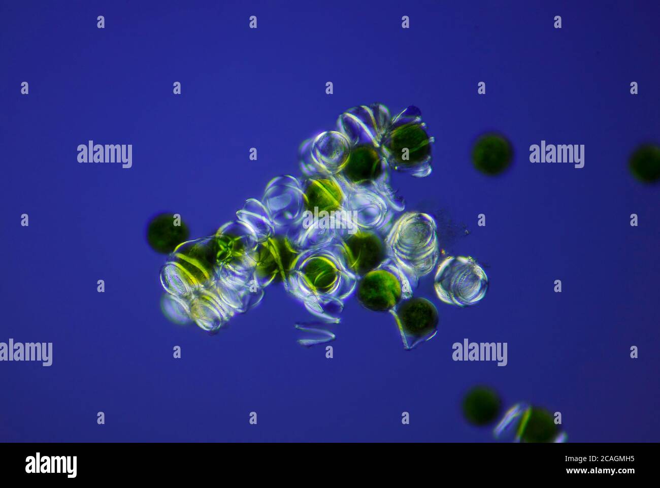 Mikroskopische Ansicht eines Schachtelhalms (Equisetum arvense) Sporen mit Eellern. Polarisiertes Licht mit gekreuzten Polarisatoren. Stockfoto