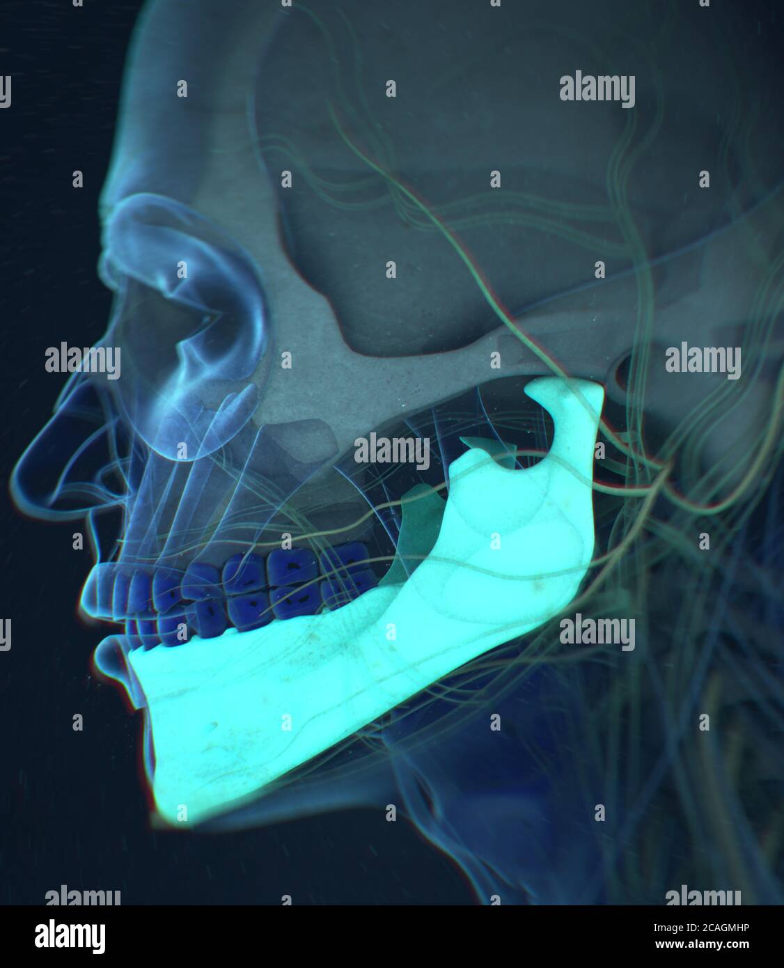 Anatomiedarstellung des menschlichen Unterkiefers, Kieferknochen im Körper. 3DIllustration