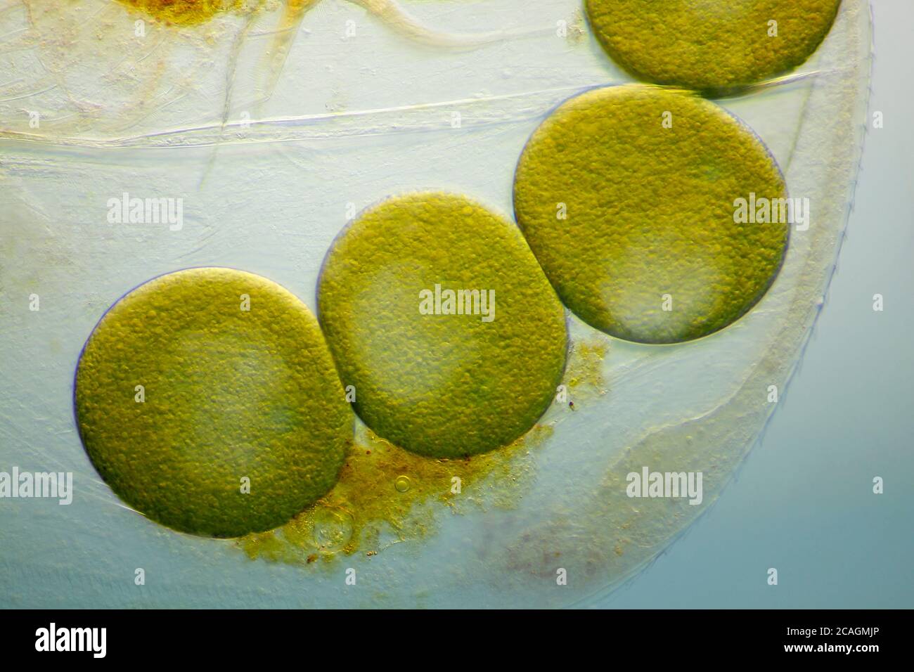 Mikroskopische Ansicht eines Wasserflohs parthenogenetische Eier in der Schale (Karapace). Hellfeldbeleuchtung mit Kontrastmodulation. Stockfoto