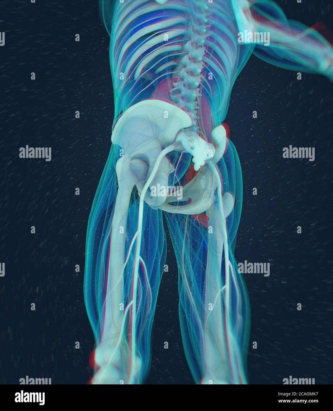 Medizinische anatomische Darstellung des PsoasMuskels. 3dIllustration