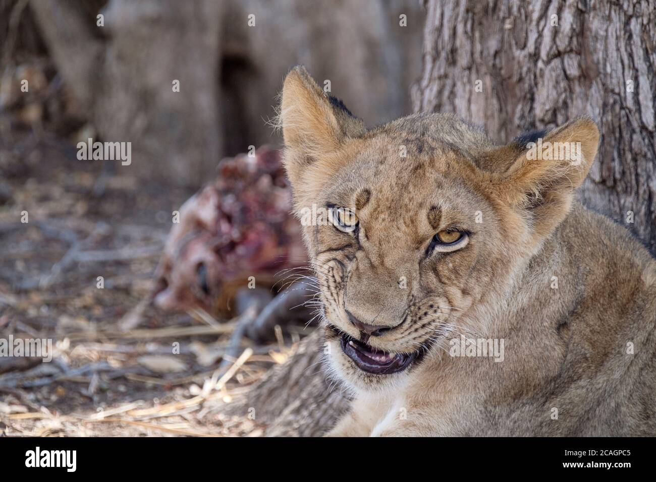 Löwenjunges Porträt, verschwommener Hintergrund, Panthera leo, Augen aus der Nähe. South Luangwa National Park, Sambia, Afrika. Stockfoto