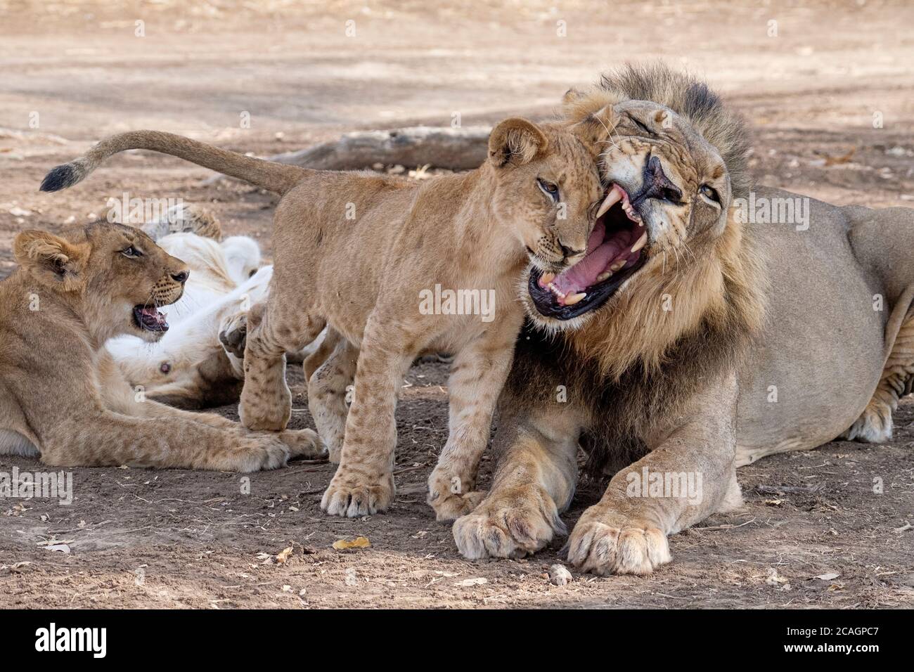 Das Löwenjunge, Panthera leo, hält seinen Kopf in den Mund eines männlichen Löwen. South Luangwa National Park, Sambia, Afrika. Stockfoto