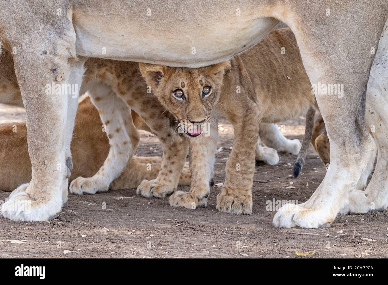 Löwenjunge, Panthera leo, Augen, Gesicht Nahaufnahme steht unter seinem Mutterbauch. South Luangwa National Park, Sambia, Afrika Stockfoto