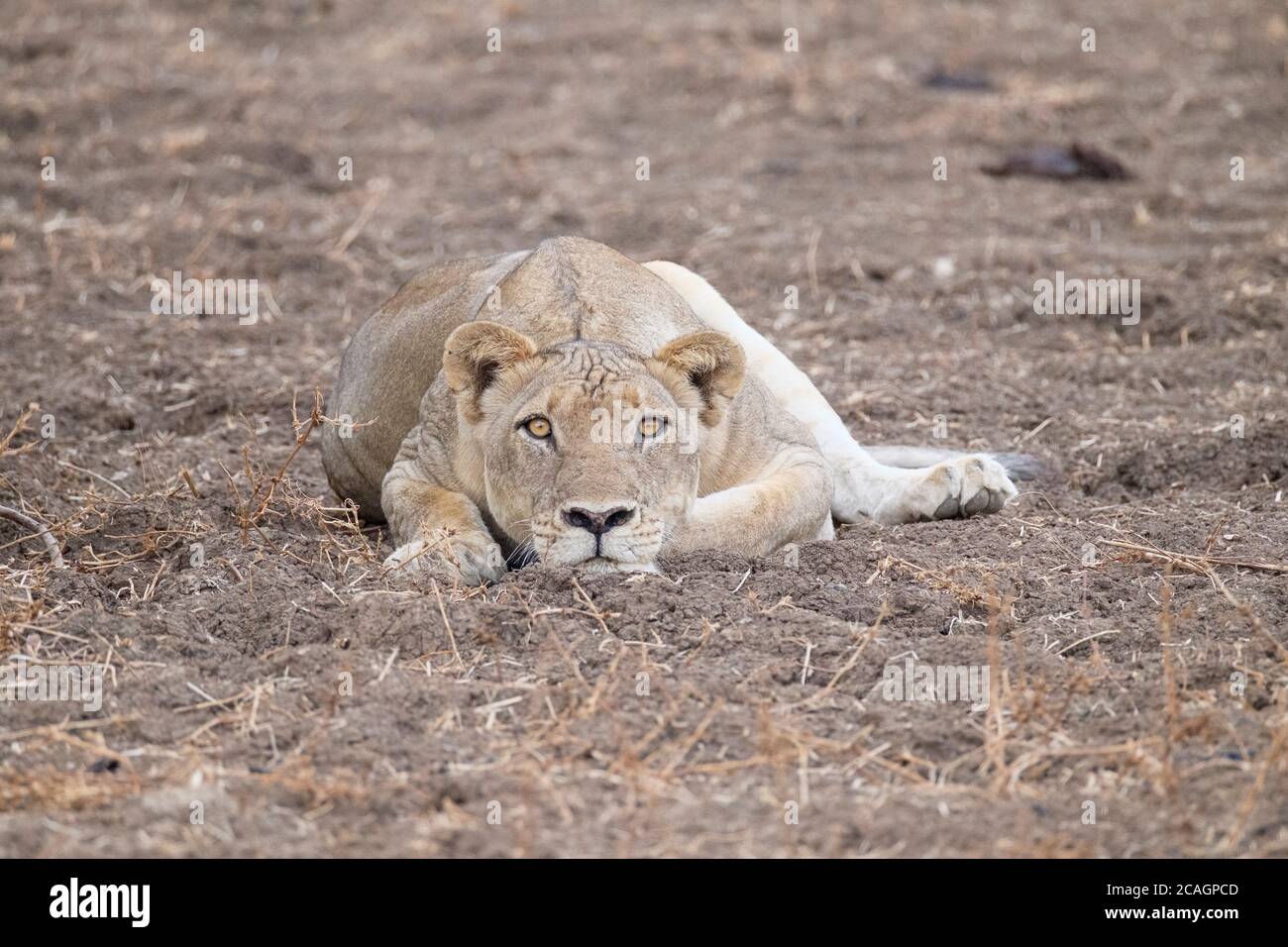 Die Löwin Panthera leo starrte mit dem Gesicht in die Kamera. South Luangwa National Park in Sambia, Afrika. Stockfoto
