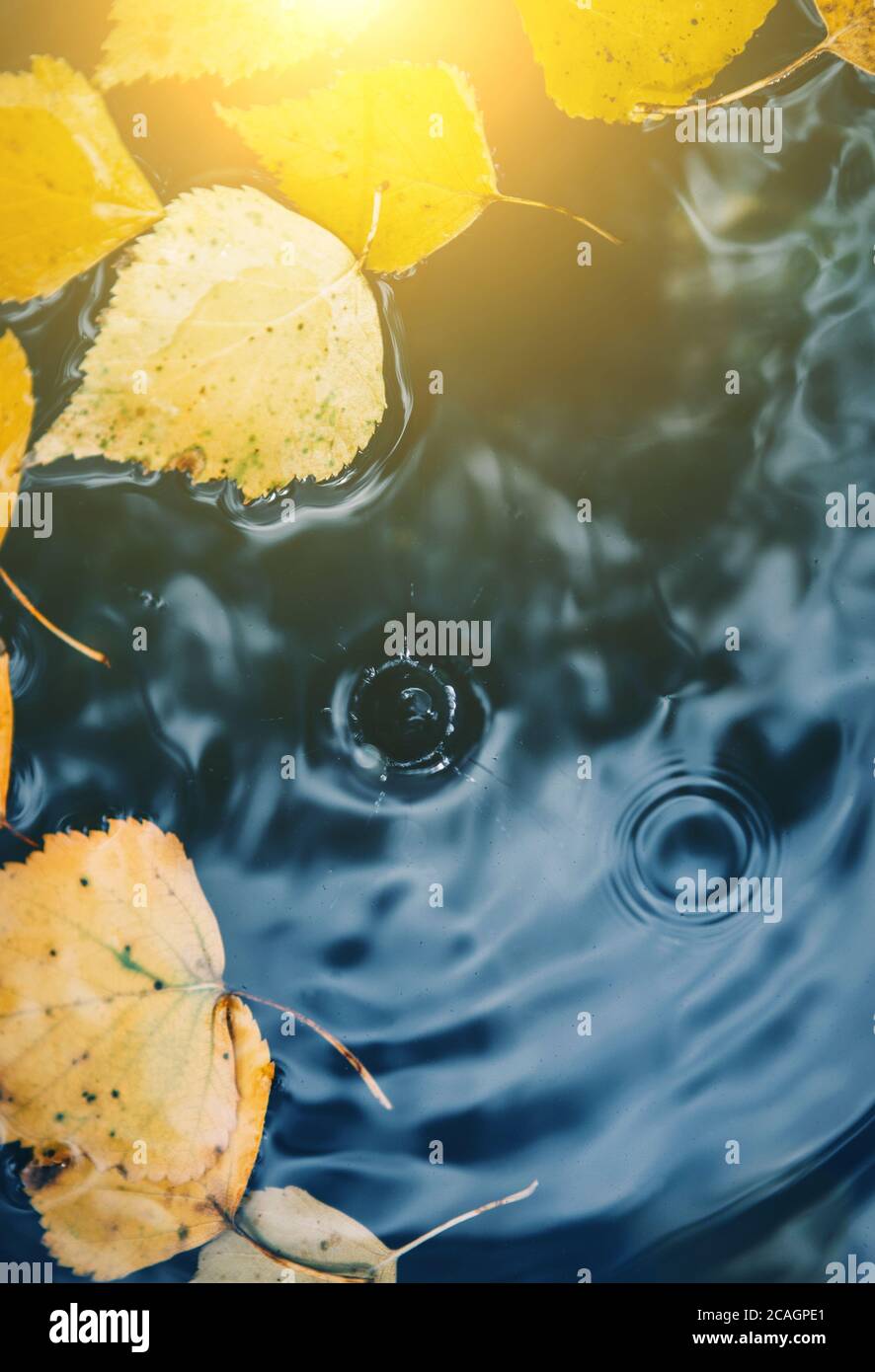 Große Tropfen fallen auf die Pfütze und lassen einen radialen Kreis auf Die Oberfläche mit gefallenen gelben Blättern auf dem Wasser mit Sonneneruptionen Stockfoto