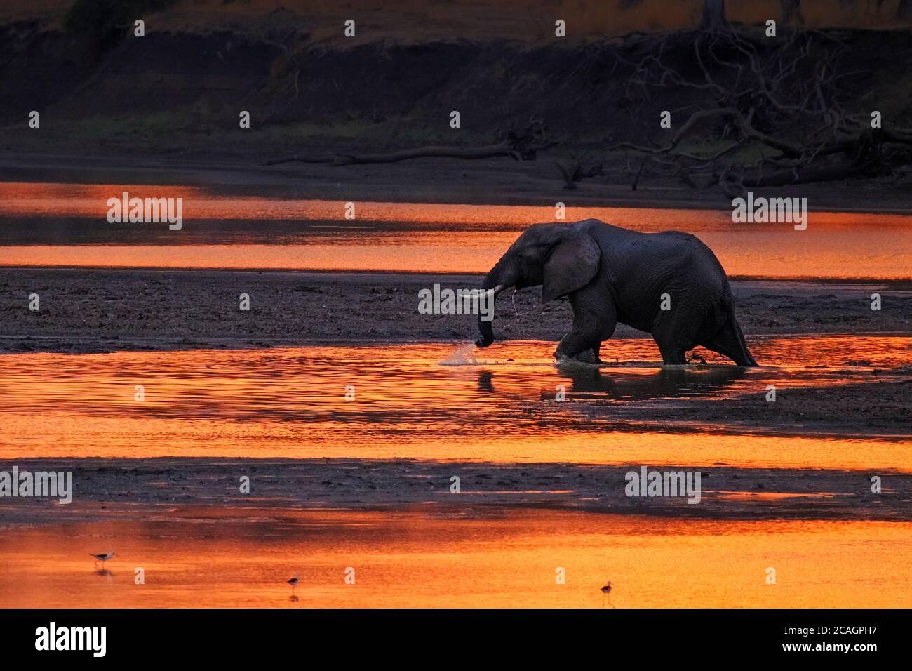 Elefant Loxodonta Africana überquert knietiefe Gewässer, die orange von der untergehenden Sonne und dem afrikanischen Sonnenuntergang aussehen. South Luangwa National Park in Sambia. Stockfoto