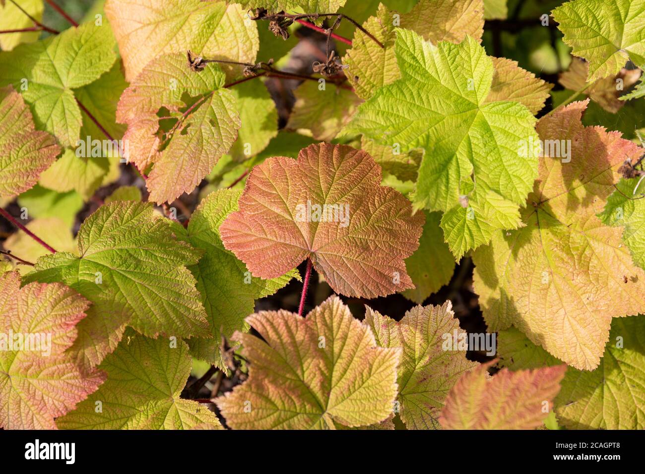 Früherbstliche Farben auf Blättern von Rubus odoratus, der lila-blühenden Himbeere, blühenden Himbeere oder Virginia Himbeere, Stockfoto
