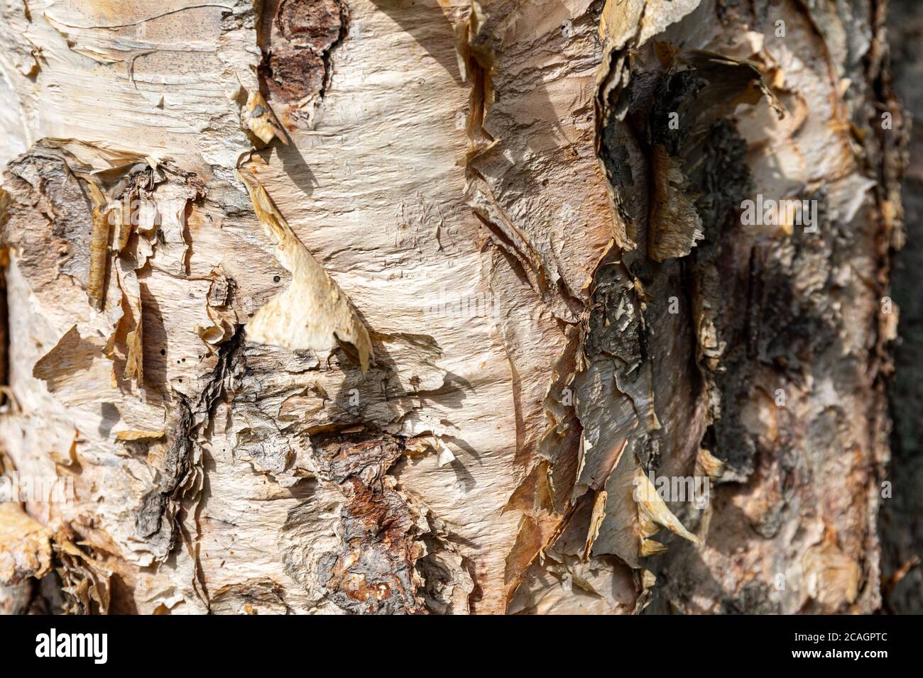 Leicht schälende Rinde von Betula ermanii oder Erman-Birke Stockfoto