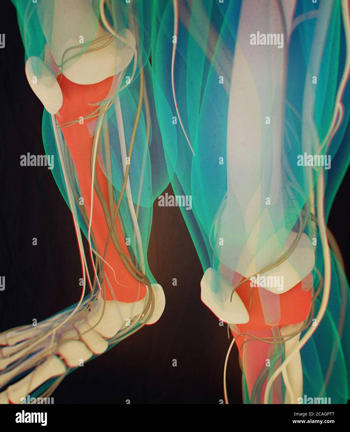 Tibia Knochen, menschliche Anatomie. 3D-Illustration. Stockfoto