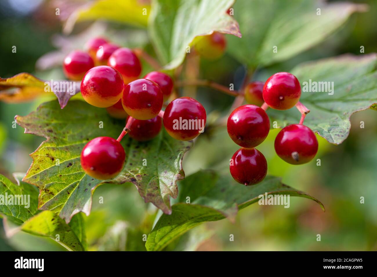 Rote Früchte der Beeren von Viburnum opulus Stockfoto