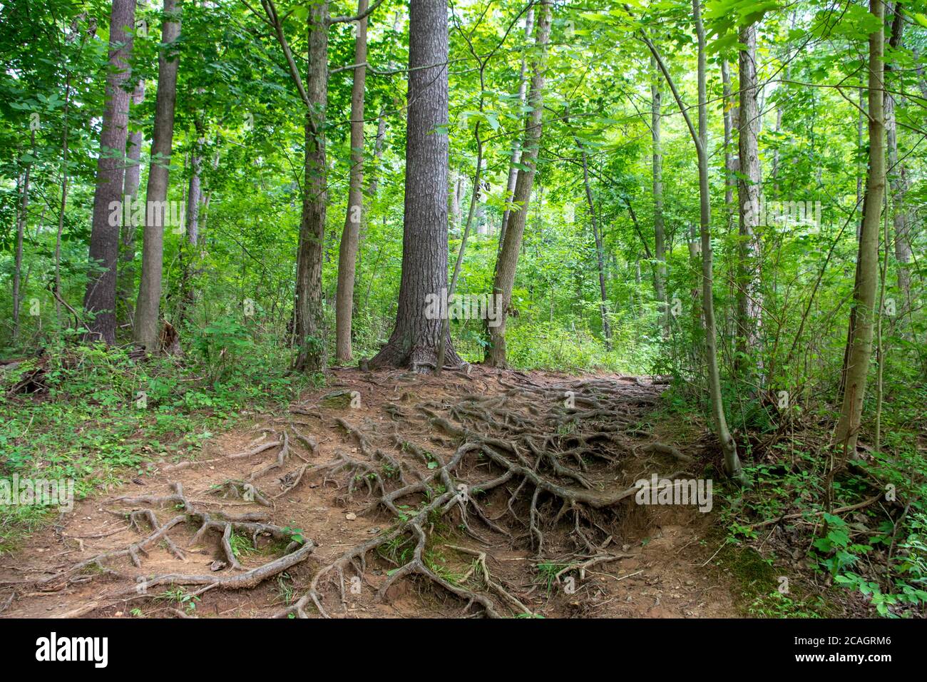 Verworrene Baumwurzeln säumen den Feldweg durch diese meditative Waldszene mit ätherisch grünem Hintergrund. Stockfoto