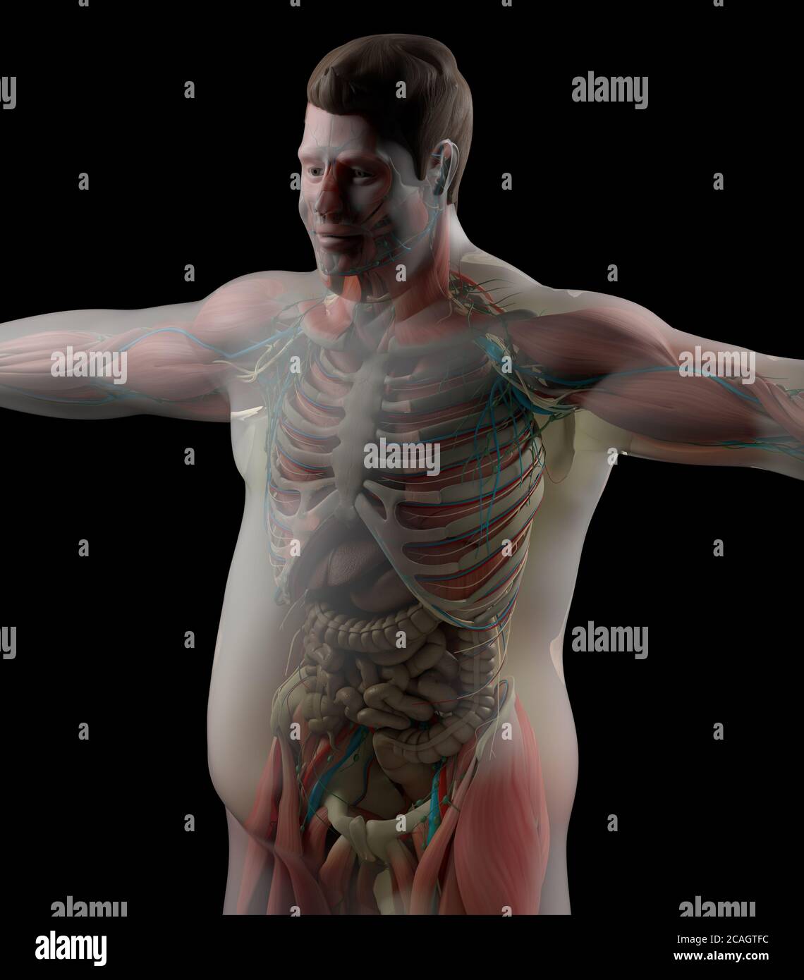 Übergewichtige menschliche fettleibige Anatomie. Diabetes. Herzkrankheit. 3D-Illustration. Stockfoto