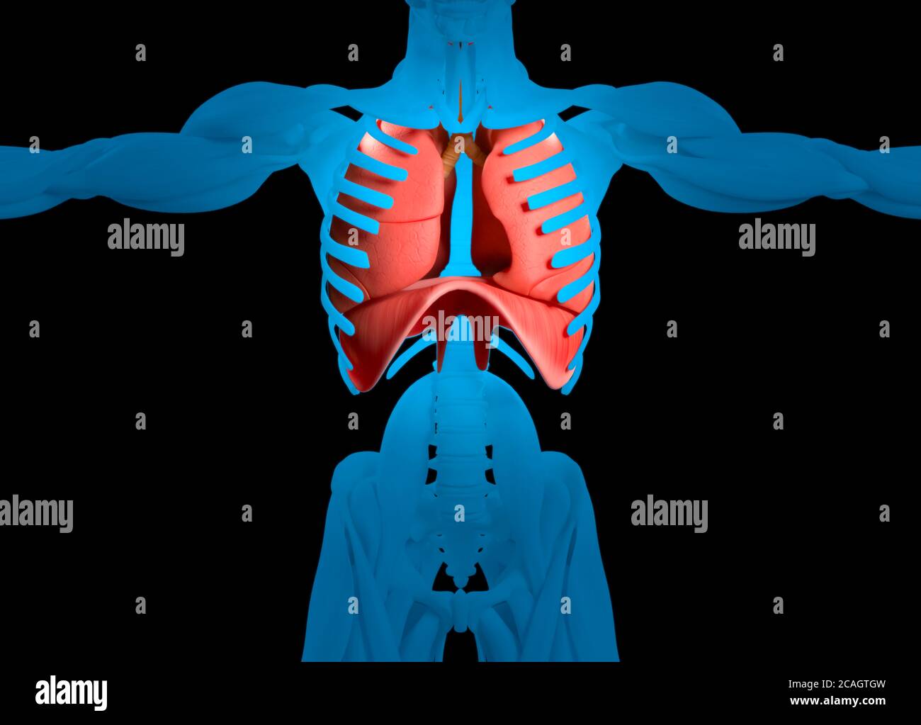 Menschliche Anatomie resparitory System medizinische Illustration. 3d ...