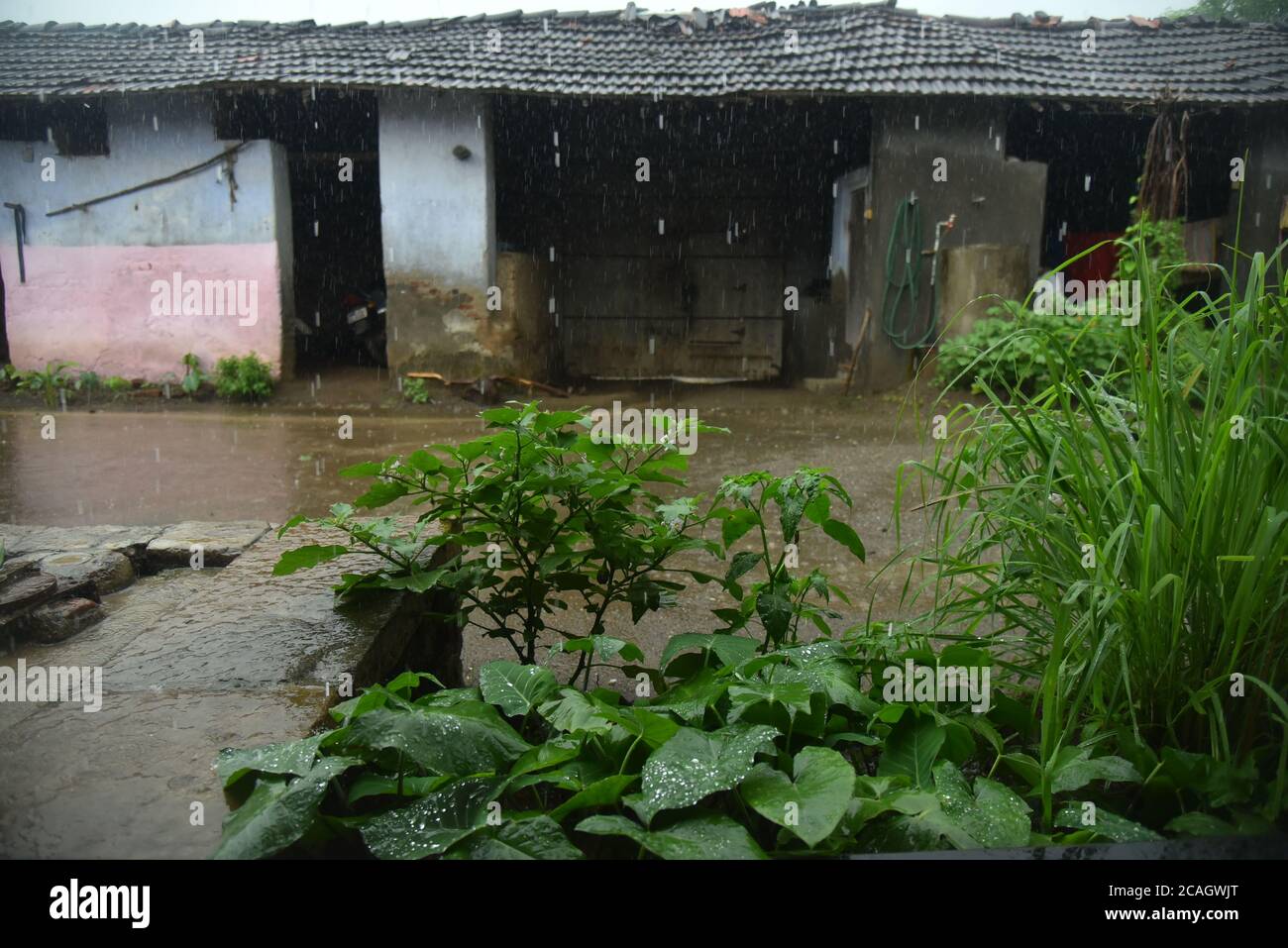 Regen auf Pflanze im Dorf Stock Bilder . Stockfoto