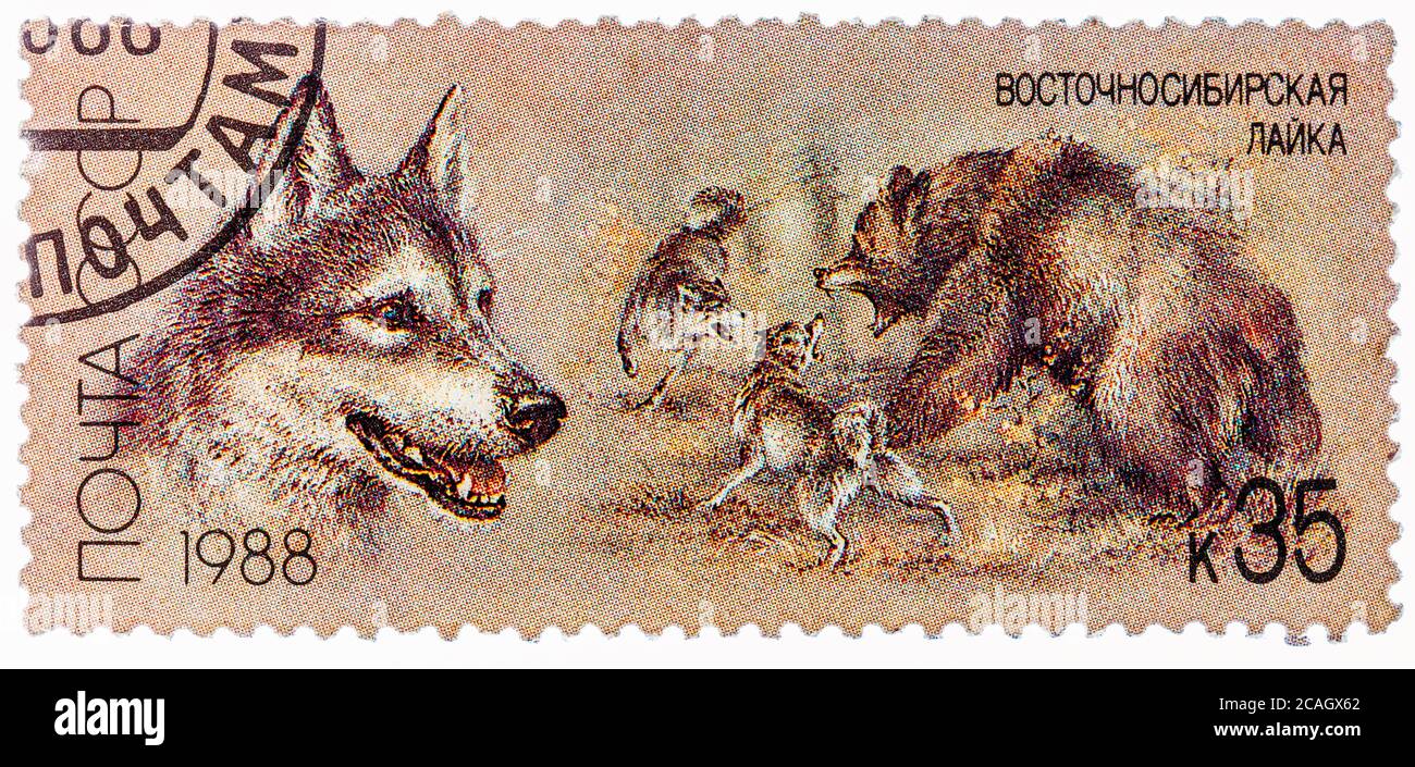 UdSSR - UM 1988: Eine in der UdSSR gedruckte Marke, zeigt ostsibirische Husky, Bärenjagd, Serie Jagdhunde, um 1988 Stockfoto