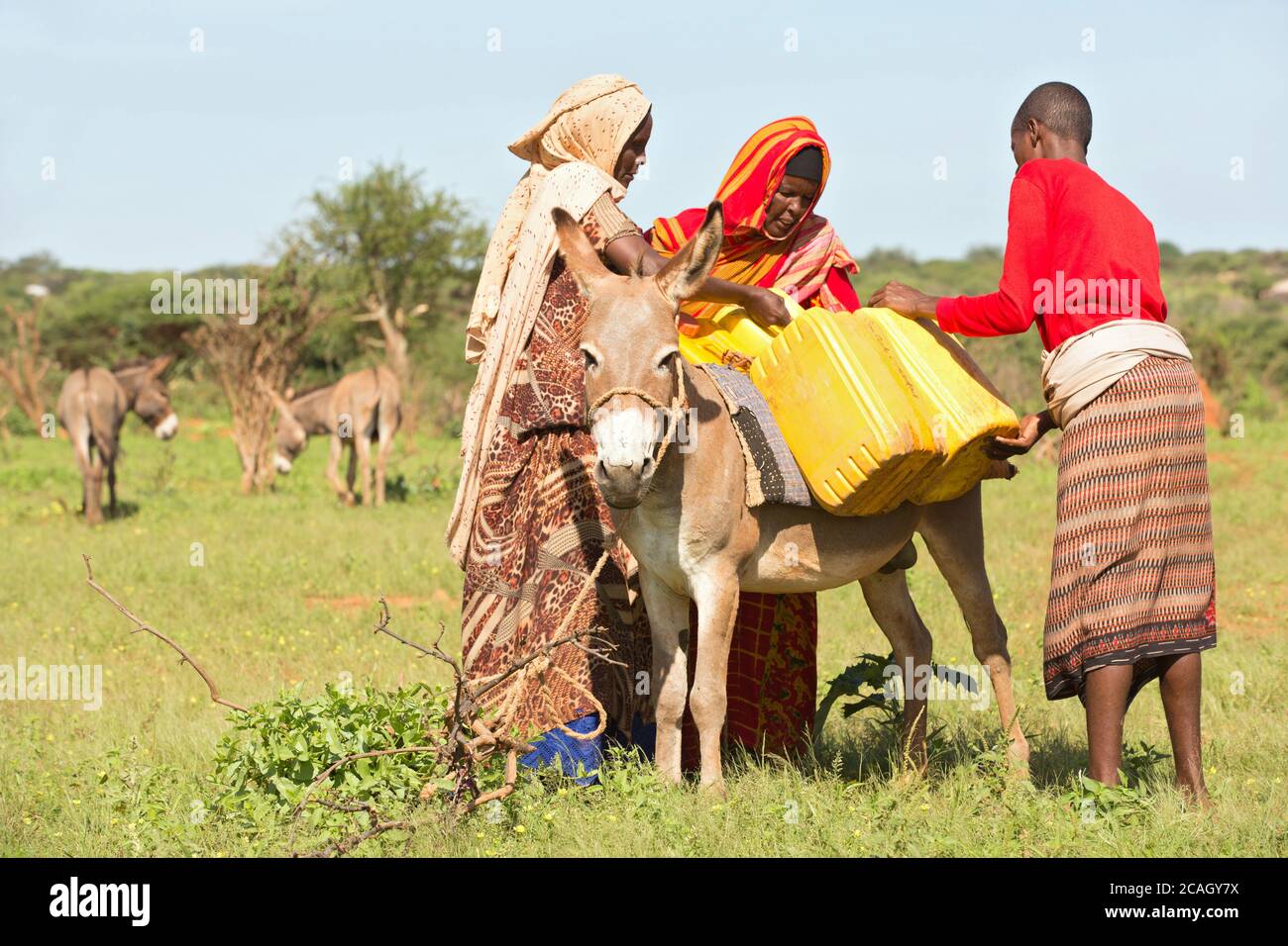 13.11.2019, Gabradahidan, Somali Region, Äthiopien - Frauen und ein Mann laden einen Esel mit gelben Wasserkanistern gefüllt mit Trinkwasser. Hydraulisch en Stockfoto