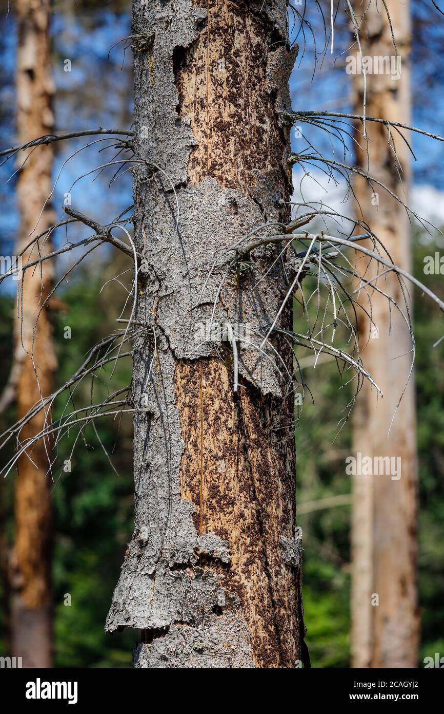 13.07.2020, Bonn, Nordrhein-Westfalen, Deutschland - Sterbender Wald im Kottenforst, Dürre und Rindenkäfer schädigen die Fichten im Nadelbaum Stockfoto