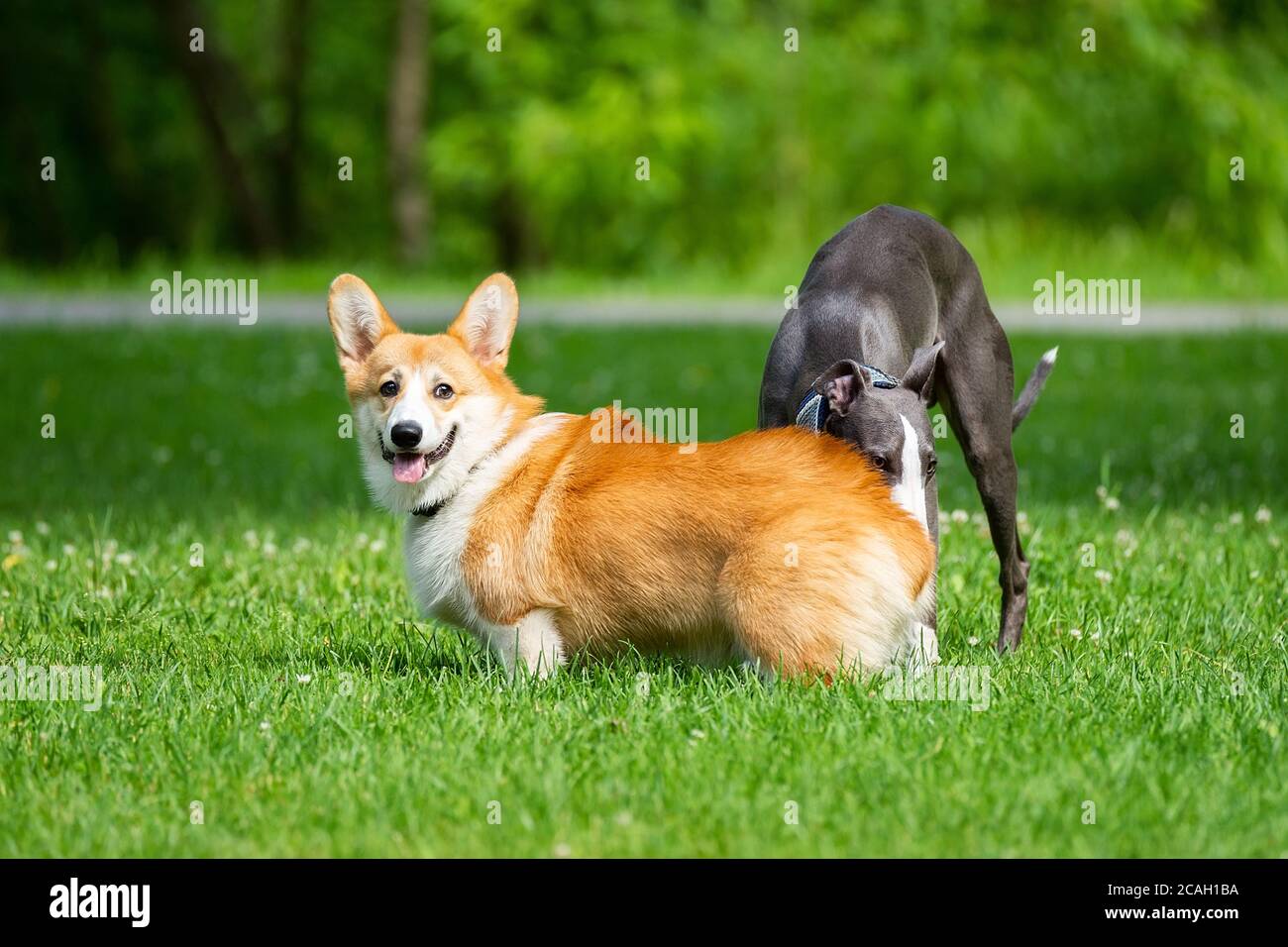 Ein Greyhound Hund spielt mit einem Corgi auf dem Grün Gras im Park Stockfoto