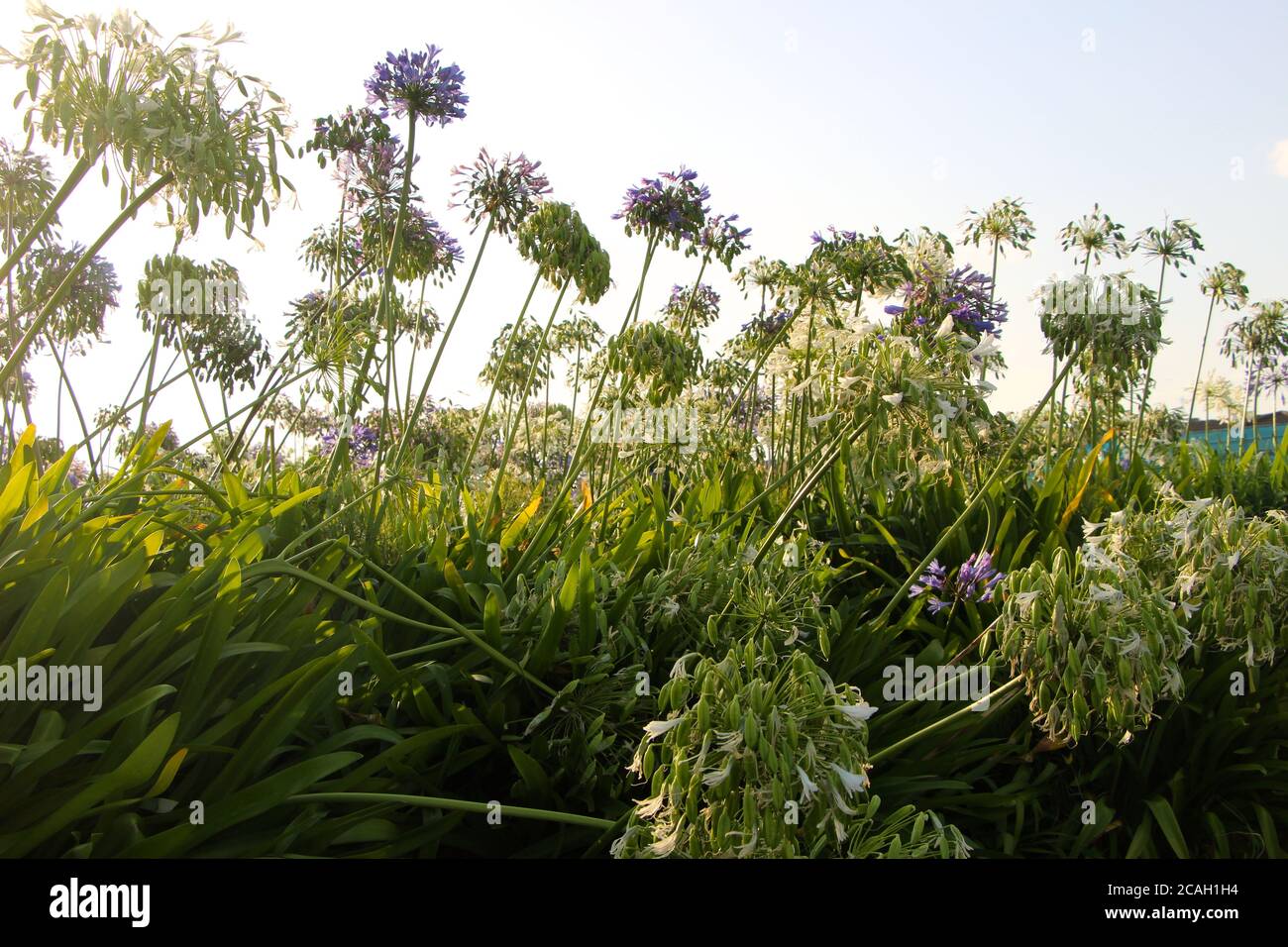 Lila und weiß Agapanthus africanus in der Sonne mit grünem Laub vorbei ihre besten mit welken Blütenköpfe im August Santander Cantabria Spanien Stockfoto