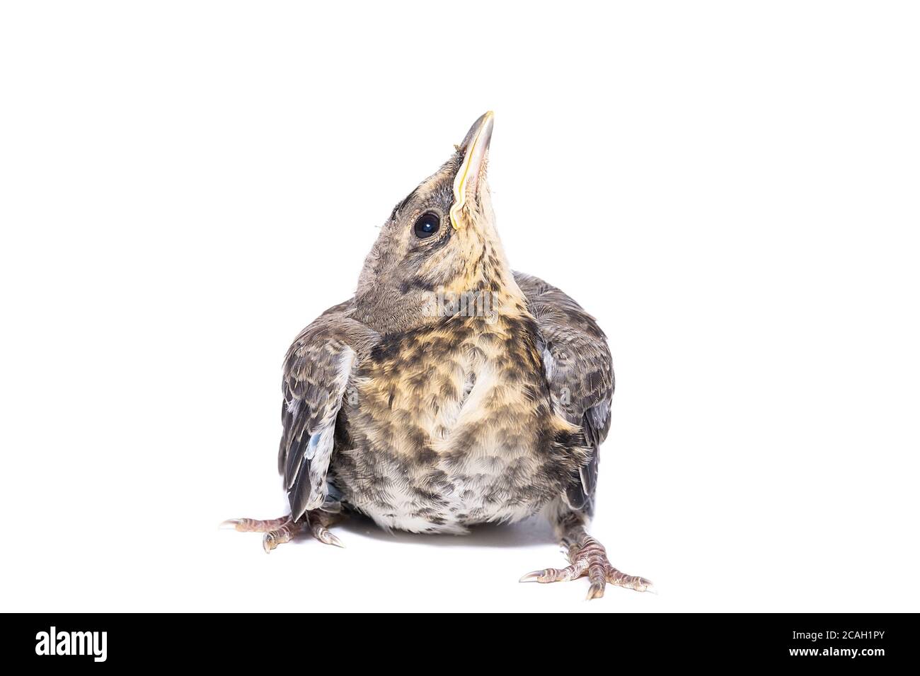 Song Thrush (Turdus philomelos) isoliert auf weißem Hintergrund Stockfoto