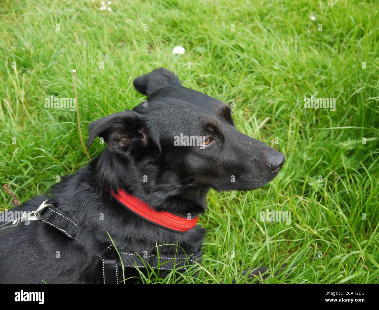 Schwarzer Labrador Cross Border Collie Liegend Stockfoto