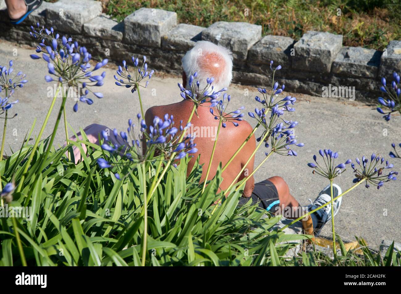 Sommer in Dorset. Agapanthus und kahler älterer Mann. Stockfoto