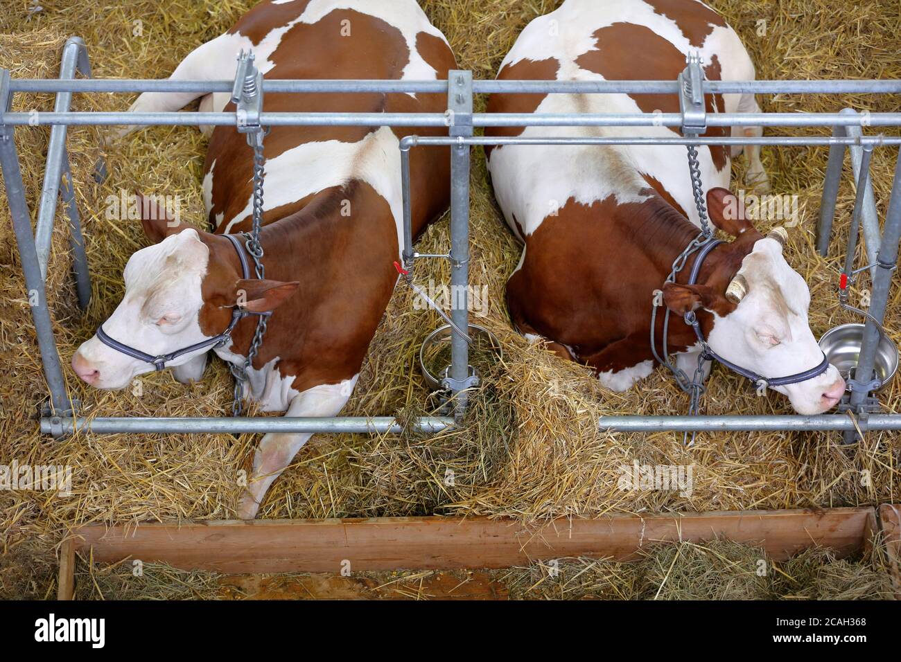 Braune Kühe ruhen im Stall auf dem Bauernhof Stockfoto
