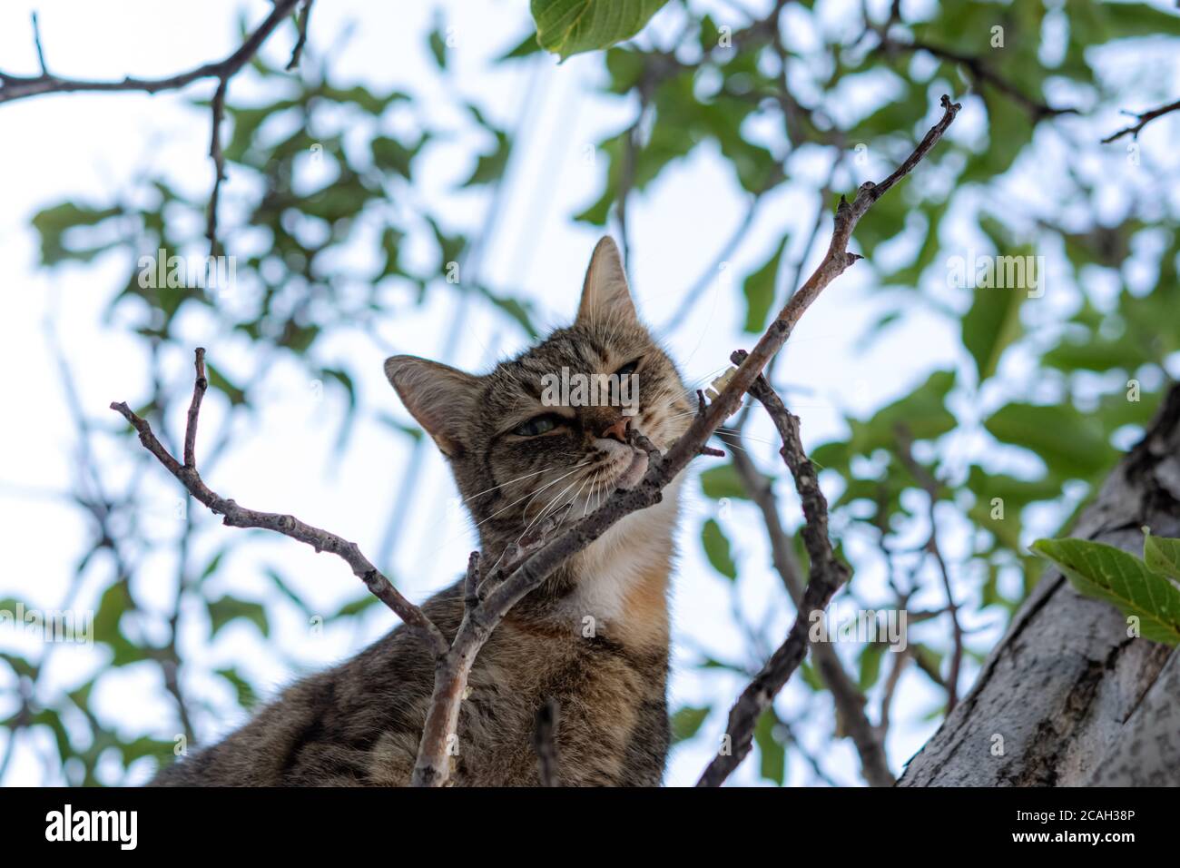 Eine graue junge Katze sitzt auf einem Baum und schaut spielerisch direkt auf die Kamera. Street tabby Katze mit schönen grünen Augen. Porträt einer Katze in Nahaufnahme Stockfoto