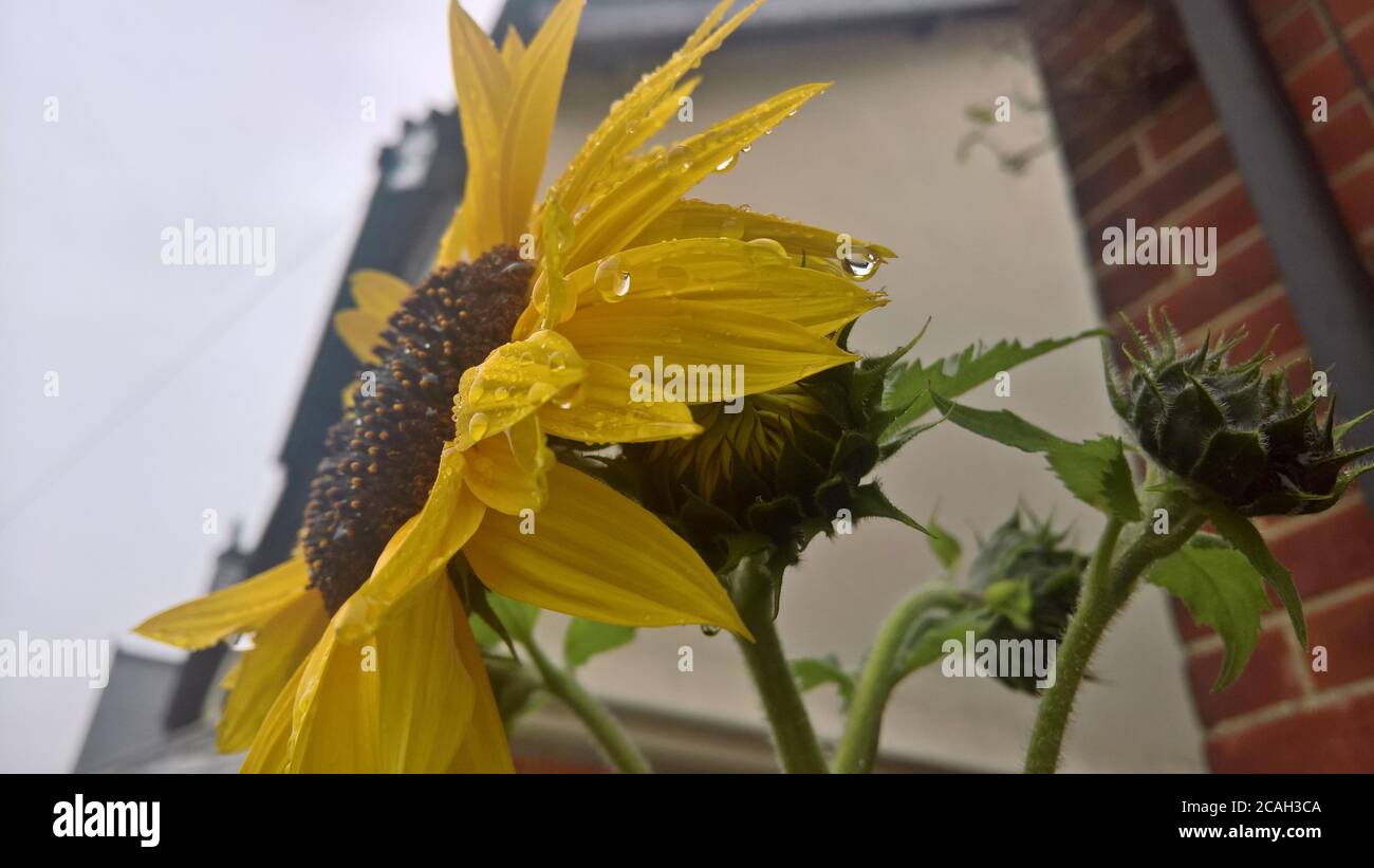 Wassertropfen Kaskade von einer Sonnenblume an einem bewölkten Tag Am Ende des Sommers Stockfoto