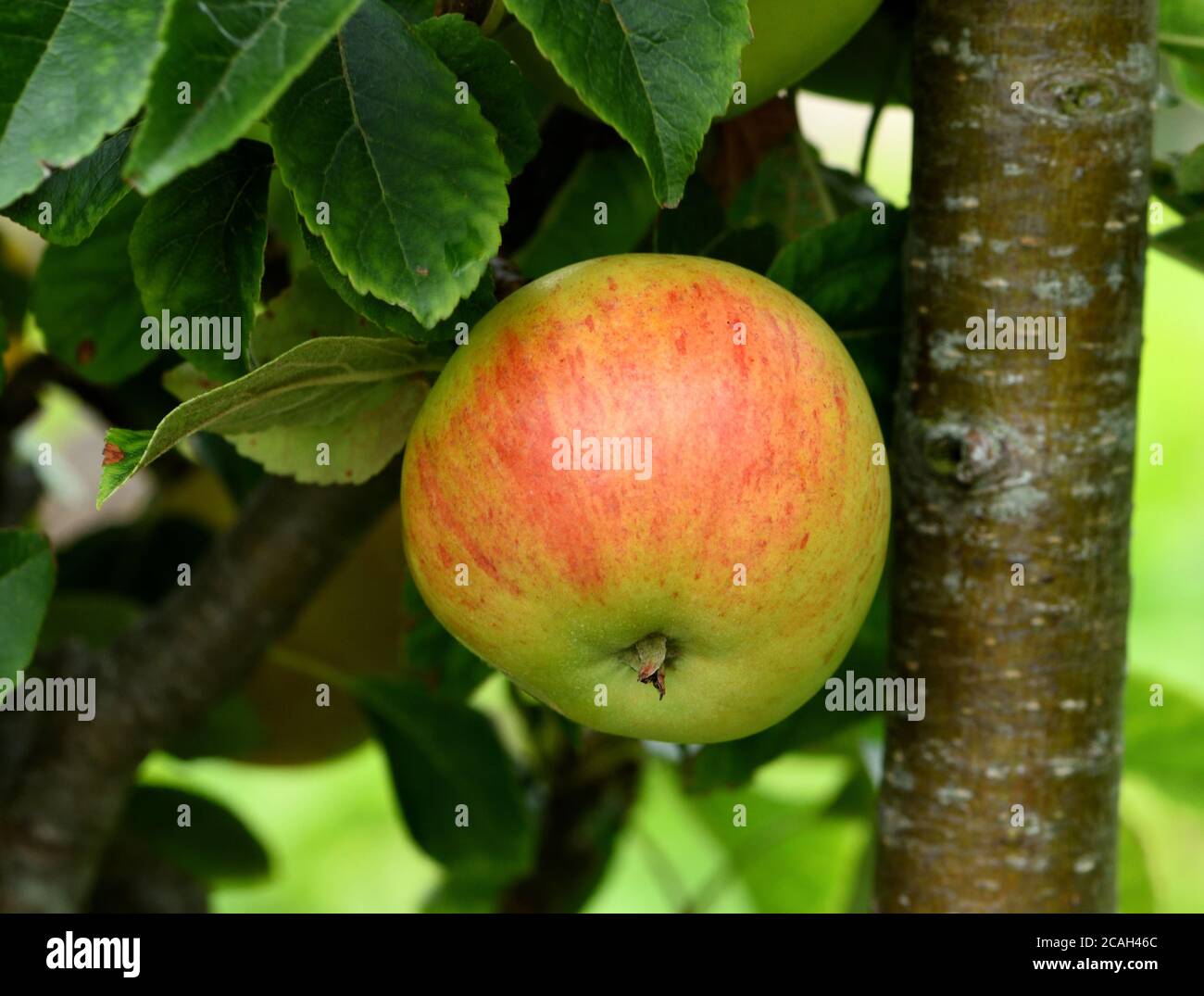 Ein Discovery Apfel auf dem Baum. Stockfoto