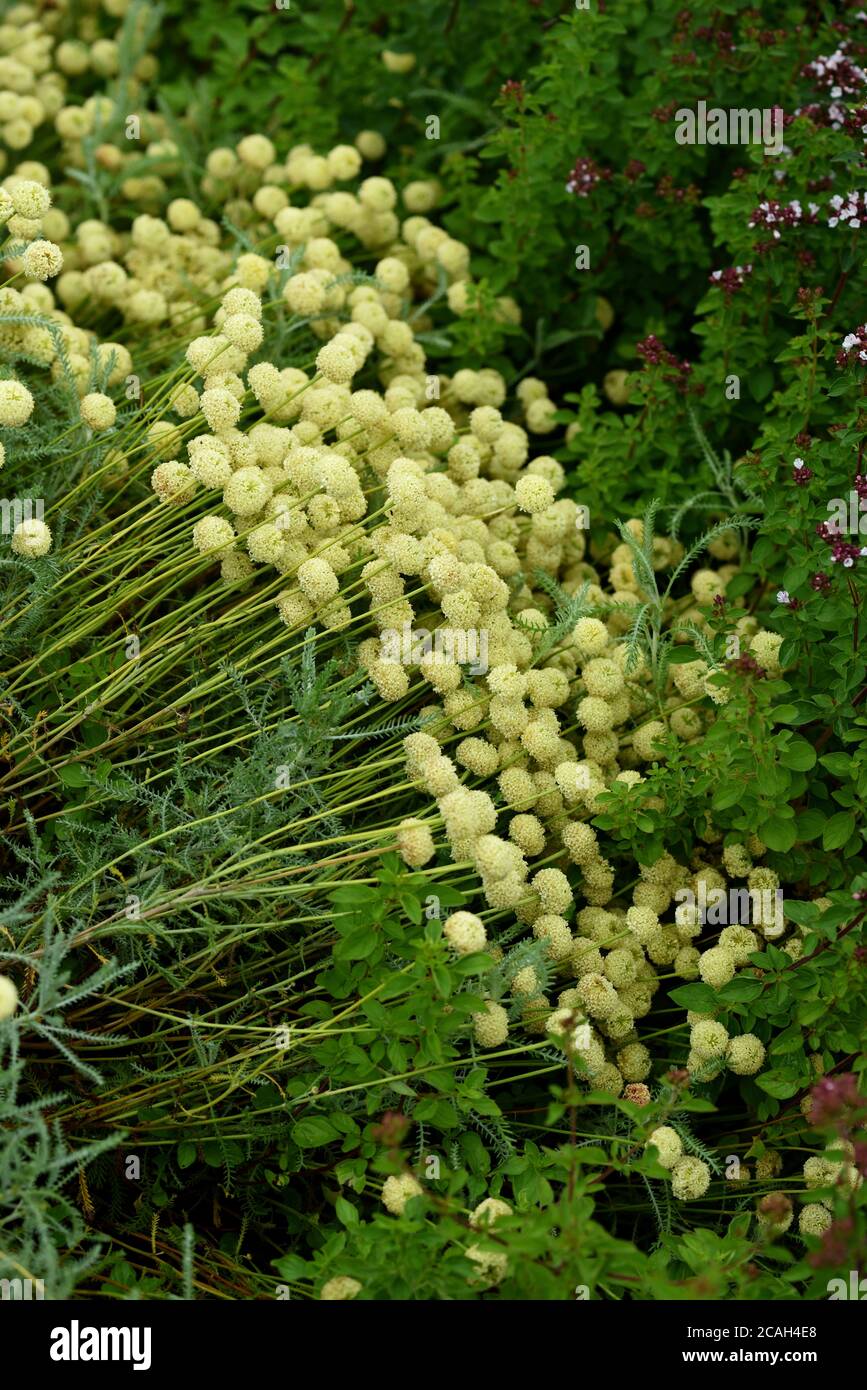 Die knopfartigen Blüten von Lavender Cotton Edward Bowles. Stockfoto