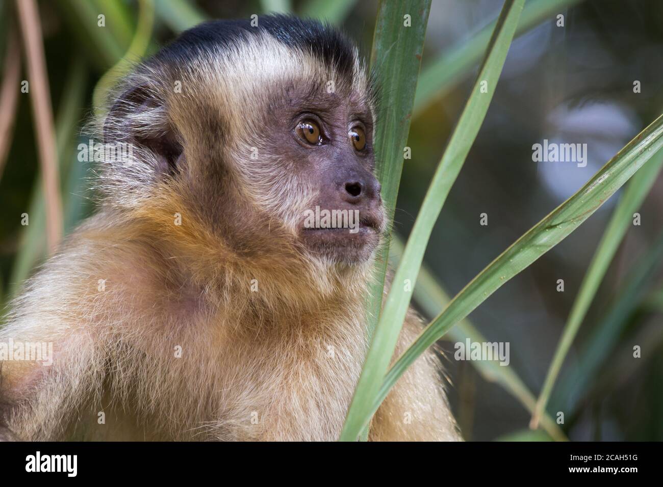 Macaco Prego - Sapajus Geschlecht - Mato Grosso - Brasilien Stockfoto