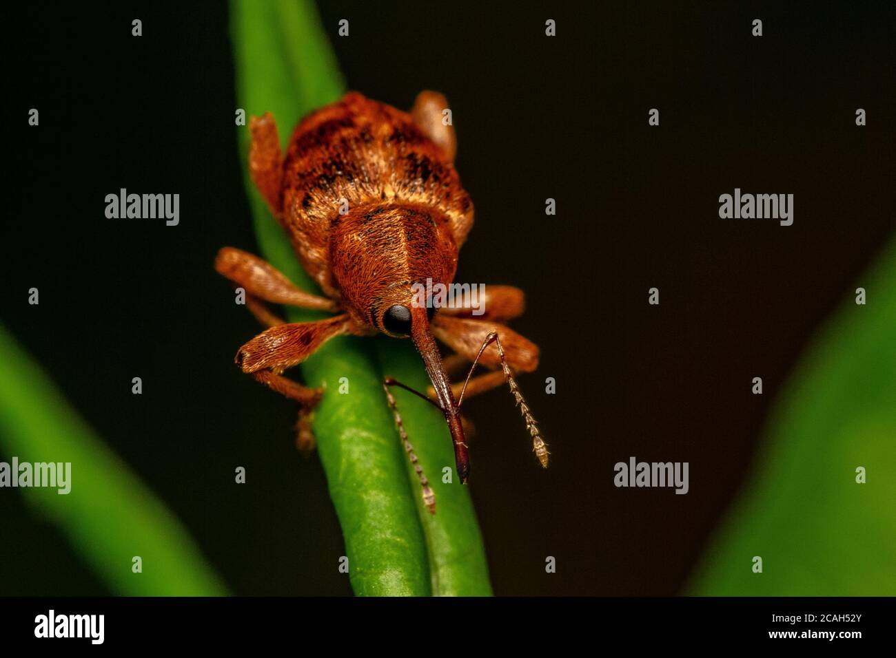 Acorn Weevil (Curculio glandium) Männchen auf Blatt. Diese Art ist ein gewöhnlicher Spezialist für Eichen. Stockfoto