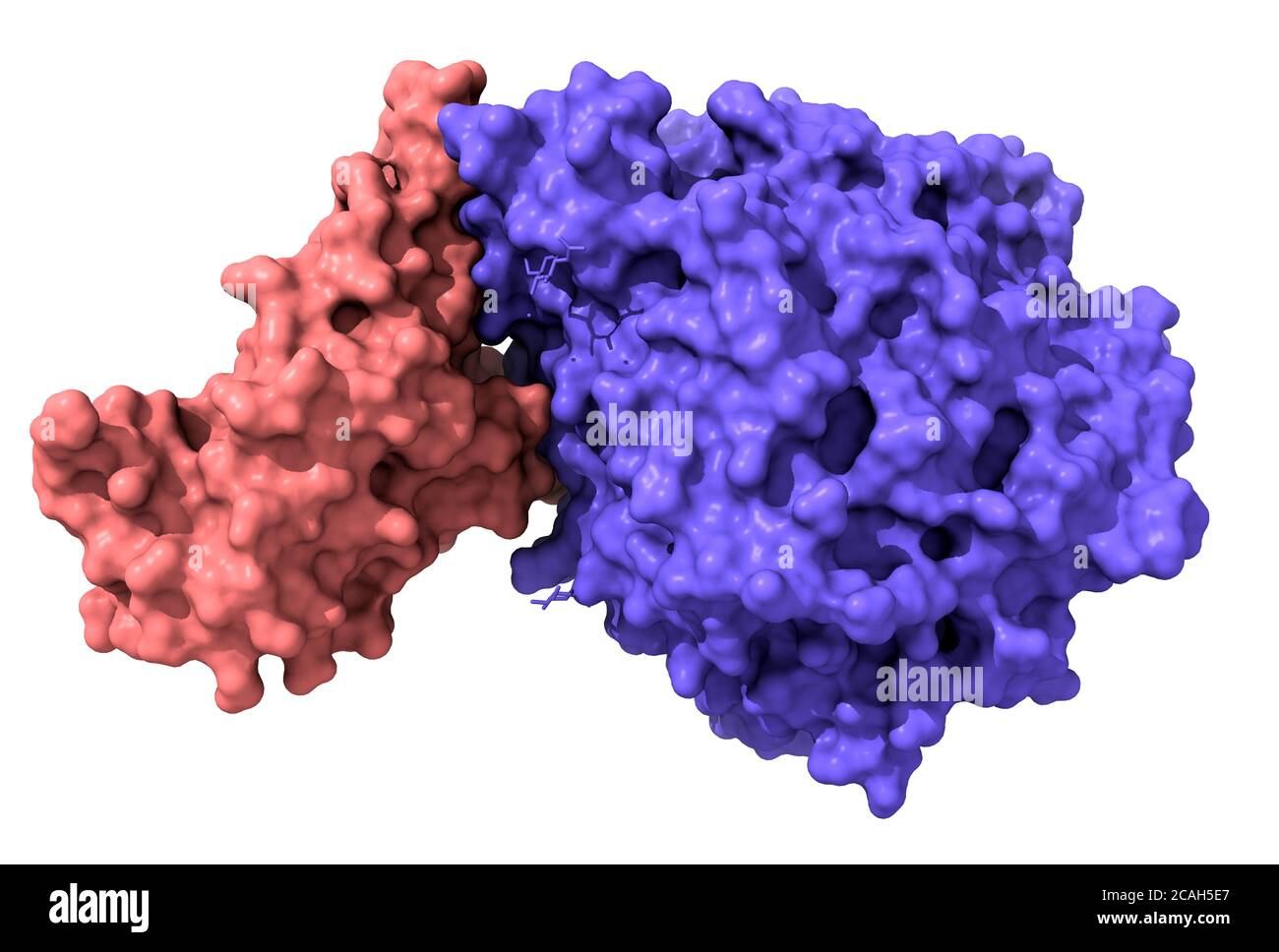 Struktur der neuartigen Coronavirus-Spike-Rezeptor-bindenden Domäne (rosa), die mit ihrem Rezeptor ACE2 (blau), weißem Hintergrund komplex ist. Das 3D-Oberflächenmodell Stockfoto