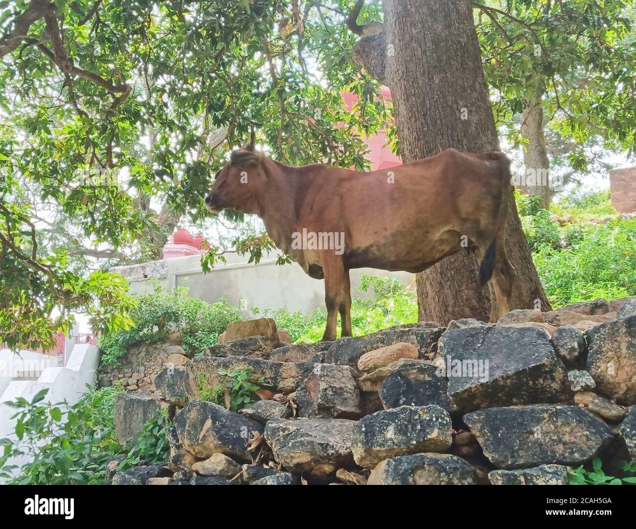 Indische Kuh steht auf Stonen Stockfoto