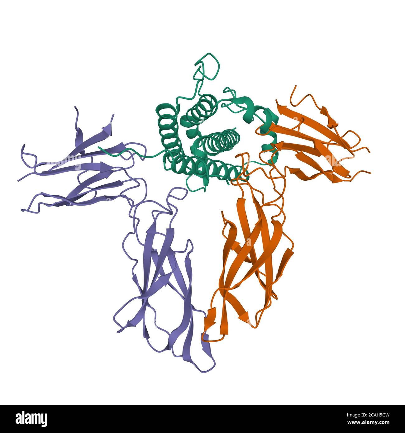 3D-Cartoon-Modell des menschlichen Wachstumshormons (grün) Interaktion mit der extrazellulären Domäne seines Rezeptors (violett und braun), weißer Hintergrund Stockfoto