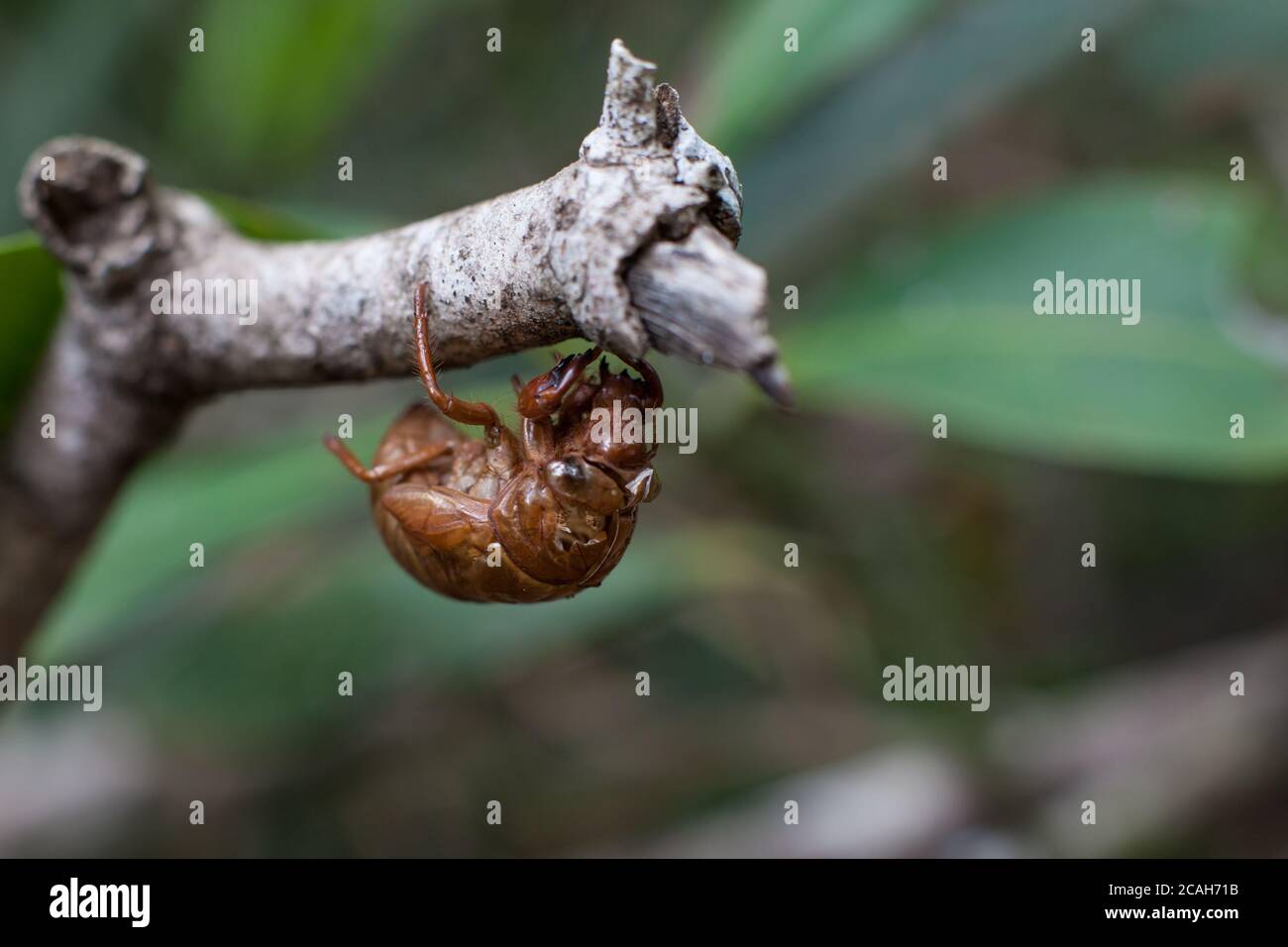 Exoskelett einer Cicada, typisch für den brasilianischen Cerrado Stockfoto