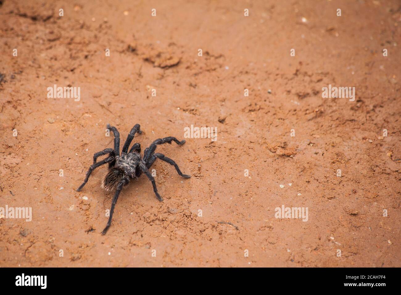 Spider auf unbefestigten Straßen Stockfoto