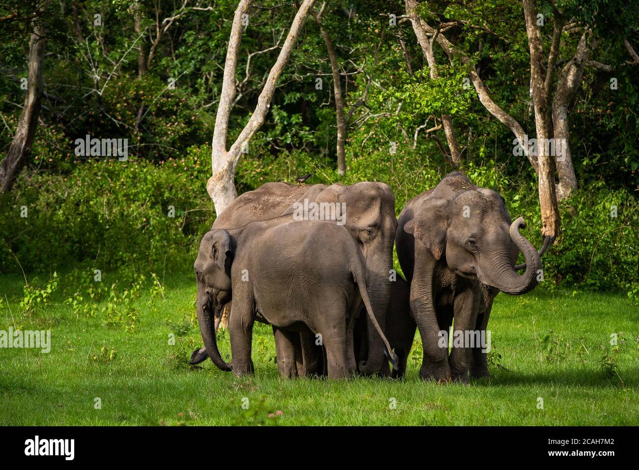 Gehört von wilden indischen Elefanten in der indischen Wildnis Wald Stockfoto