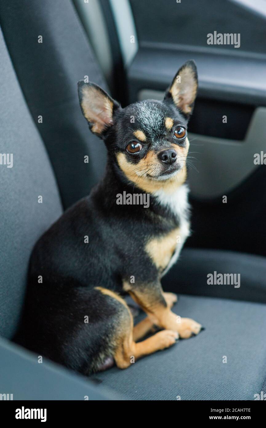 Hund im Auto. Lustige chihuahua. Kleiner Hund auf dem Sitz im Auto. Hund mit großen Ohren in einem Auto, der auf Besitzer wartet. Schwarzer chihuahua-hund in einem Auto auf einem Sitz. Chihuahua Stockfoto