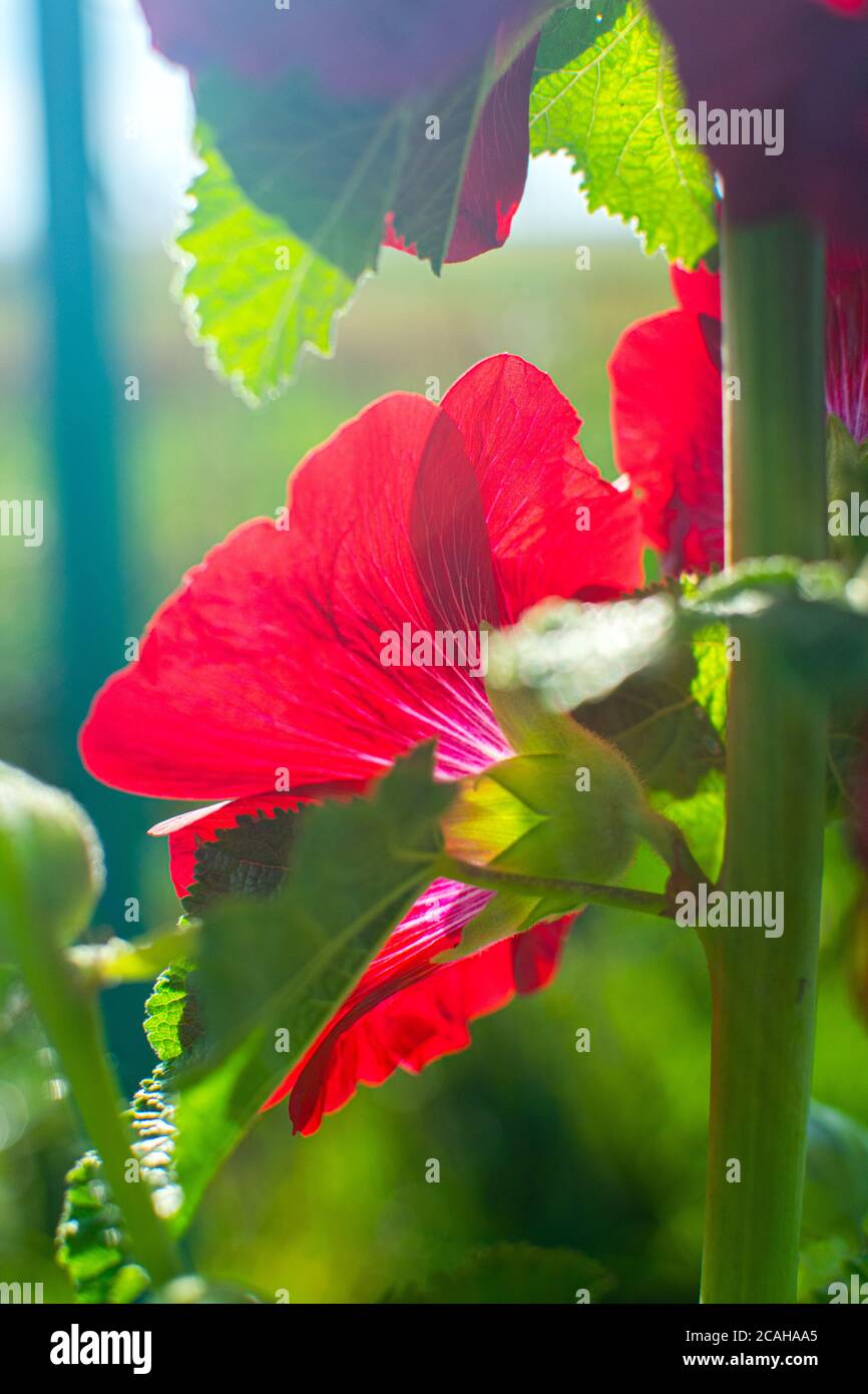 Helle Karmesinmallblume in der Sonne. Stockfoto