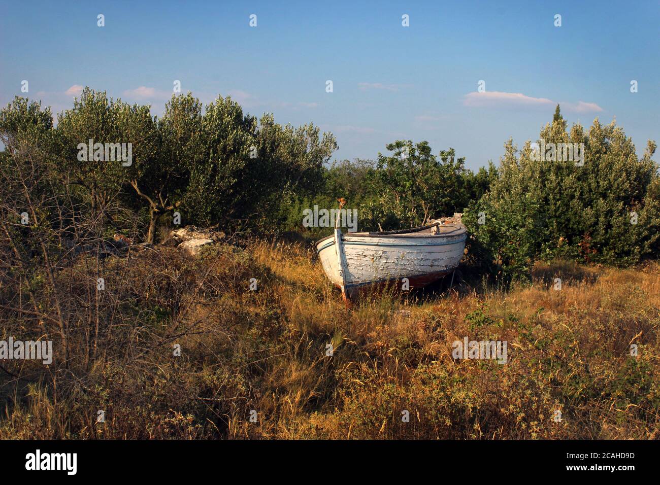 Altes Holzboot auf einem Feld mit Olivenbäumen Stockfoto