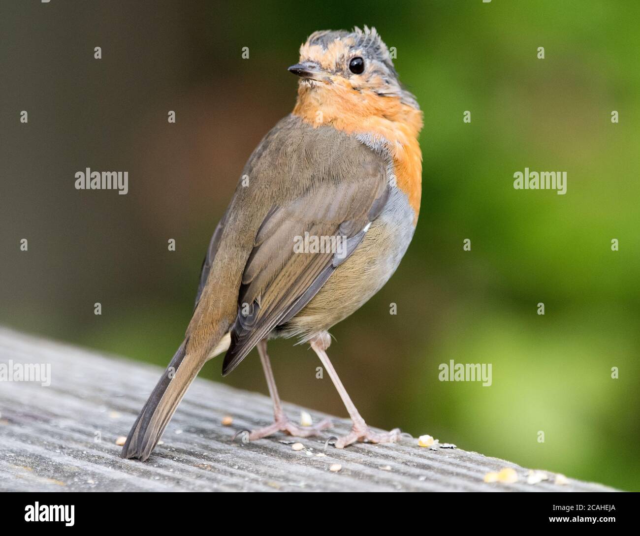 Robin (Erithacus Rubecula) Stockfoto